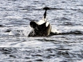Dall's Porpoise