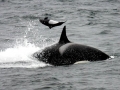 Dall's Porpoise