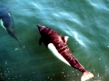 Dall's Porpoise