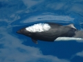 Dall's Porpoise