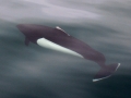 Dall's Porpoise