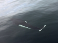 Dall's Porpoise