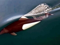 Dall's Porpoise