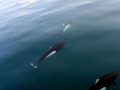 Dall's Porpoise