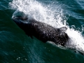 Dall's Porpoise