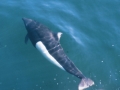 Dall's Porpoise