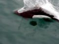 Dall's Porpoise