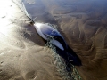 Dall's Porpoise