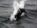 Dall's Porpoise