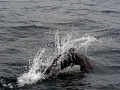 Dall's Porpoise