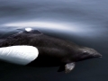 Dall's Porpoise
