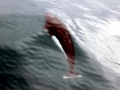 Dall's Porpoise