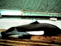 Dall's Porpoise