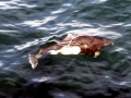 Dall's Porpoise