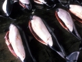 Dall's Porpoise