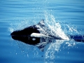 Dall's Porpoise