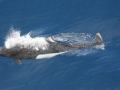 Dall's Porpoise