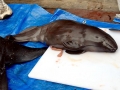 Dall's Porpoise