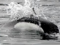 Dall's Porpoise