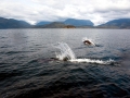 Dall's Porpoise