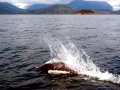 Dall's Porpoise