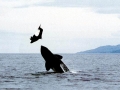 Dall's Porpoise
