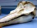 Dall's Porpoise
