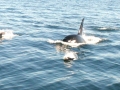 Dall's Porpoise