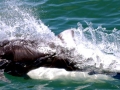 Dall's Porpoise