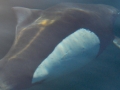 Dall's Porpoise