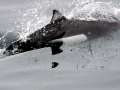 Dall's Porpoise