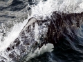Dall's Porpoise