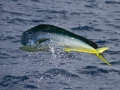Dolphinfish