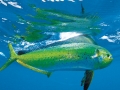 Dolphinfish