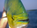 Dolphinfish