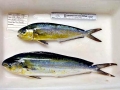 Dolphinfish