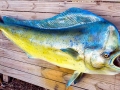 Dolphinfish