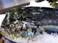 Dolphinfish