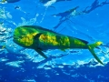 Dolphinfish
