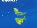 Dolphinfish