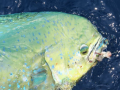 Dolphinfish