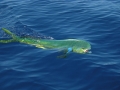 Dolphinfish