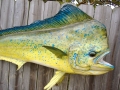 Dolphinfish