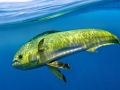 Dolphinfish