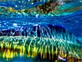 Dolphinfish