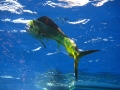 Dolphinfish