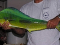 Dolphinfish