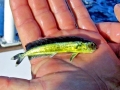 Dolphinfish