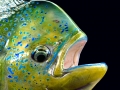 Dolphinfish