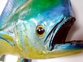 Dolphinfish